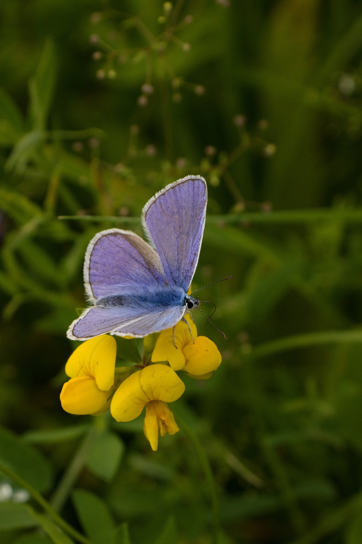 Blue butterfly on yellow flower