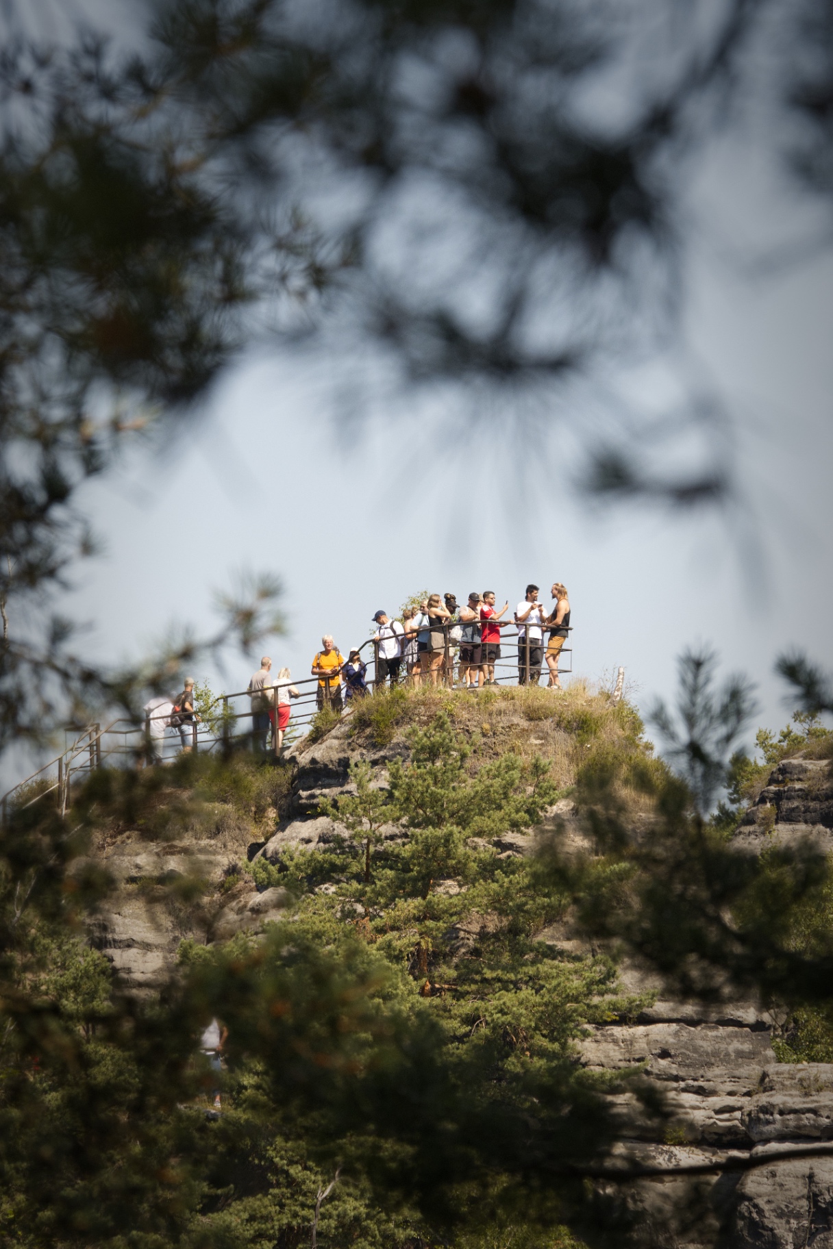Viewpoint through pines
