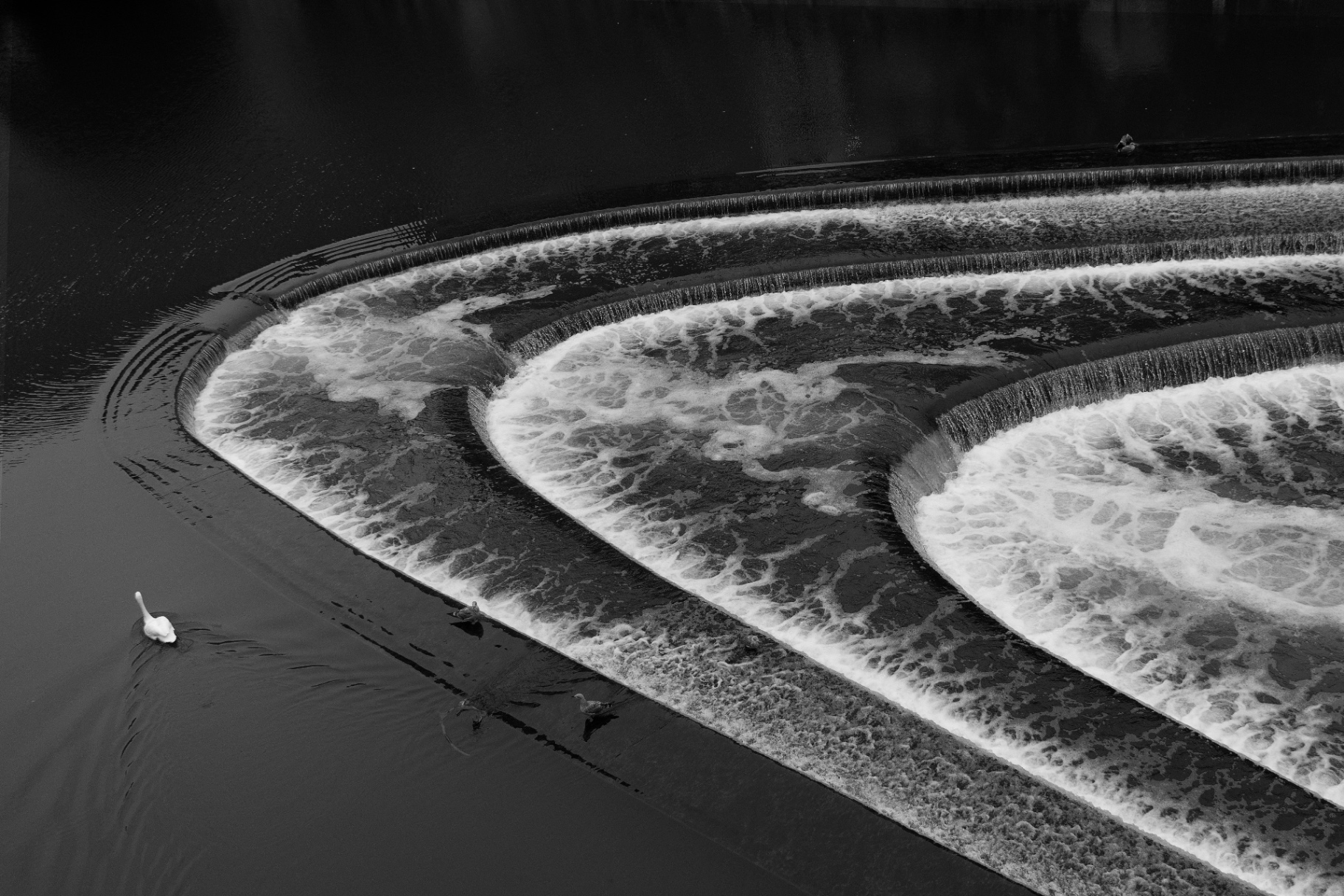 Weir and swan