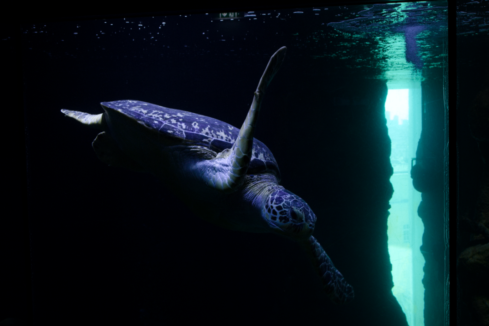 Sea turtle