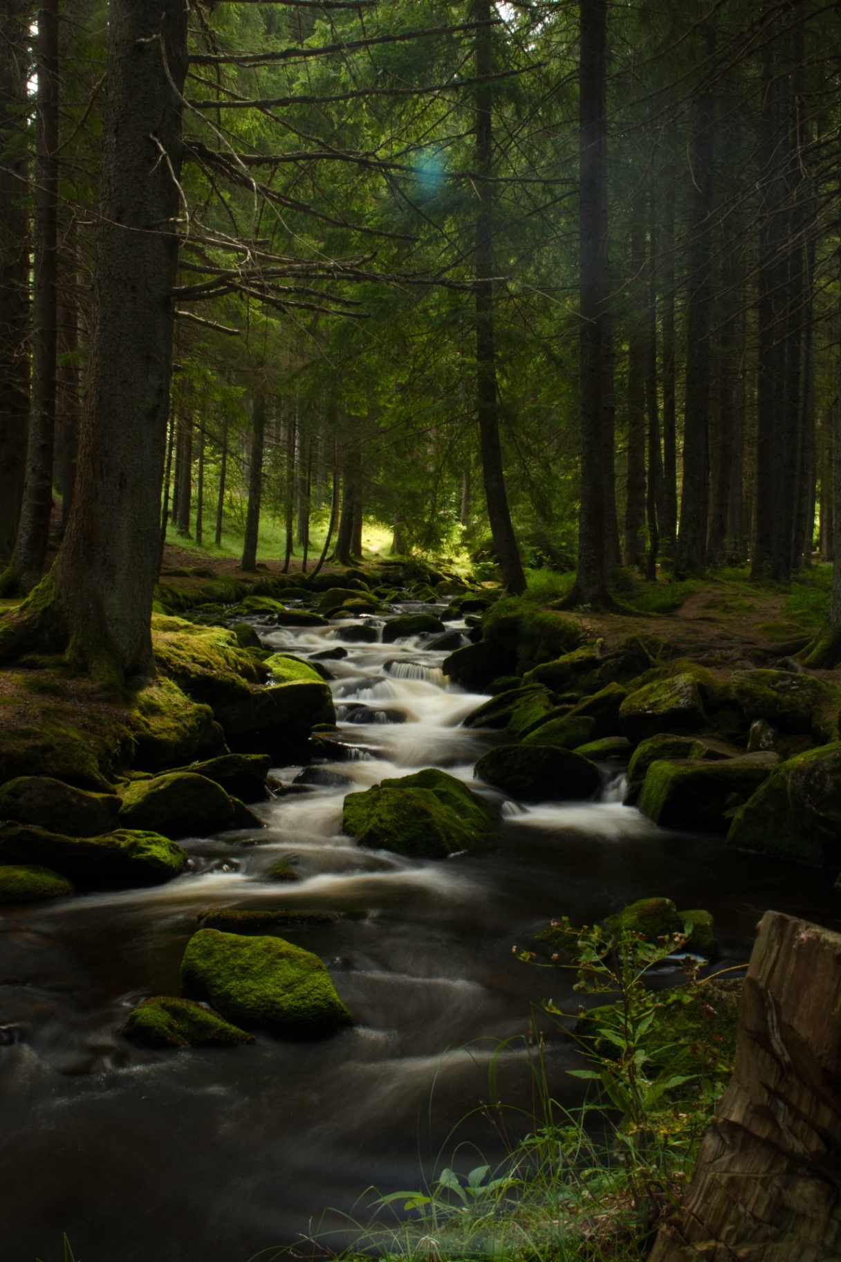 Deep forest creek