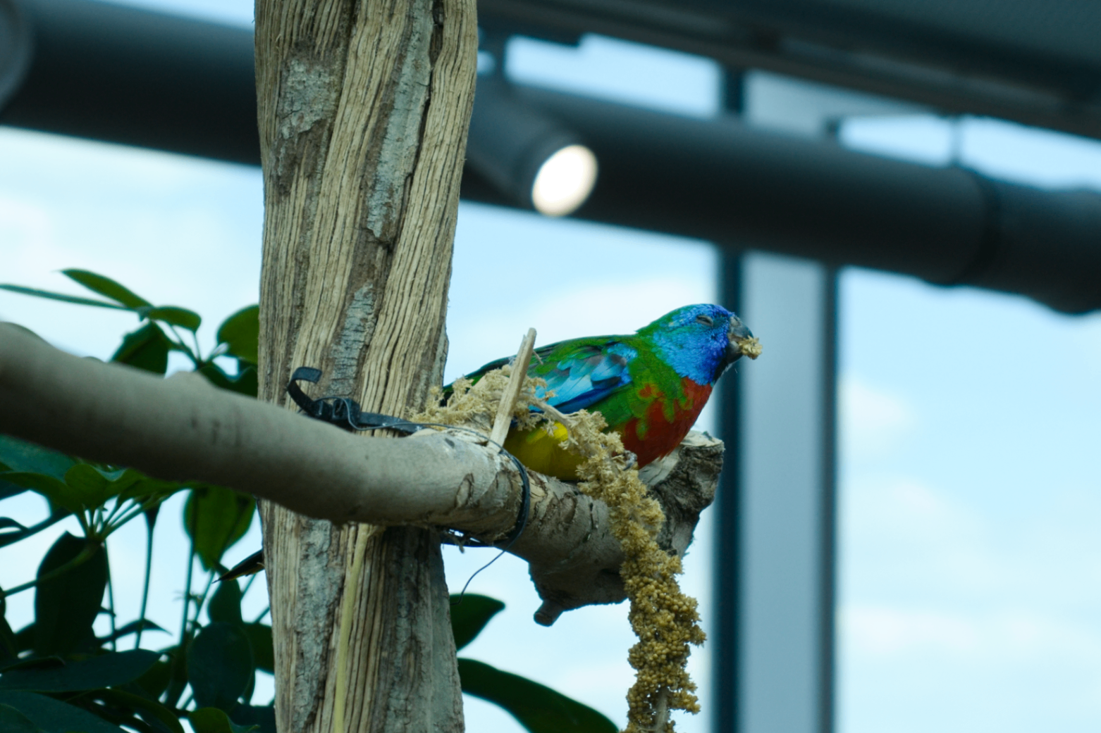 Bright parrot