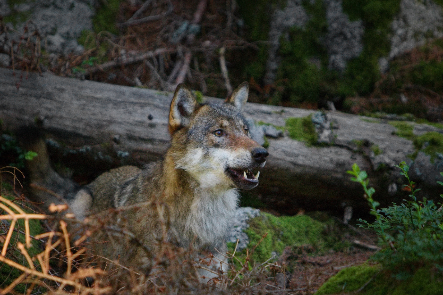 Wolf in forest