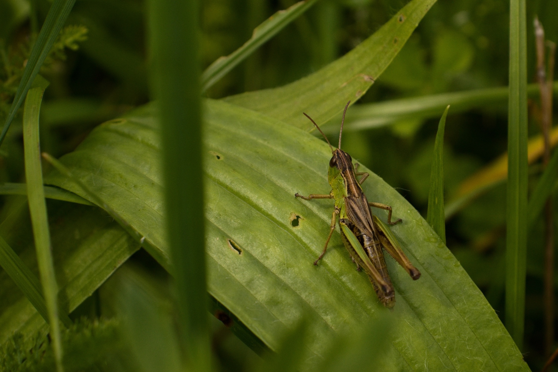 Grasshopper on leaf