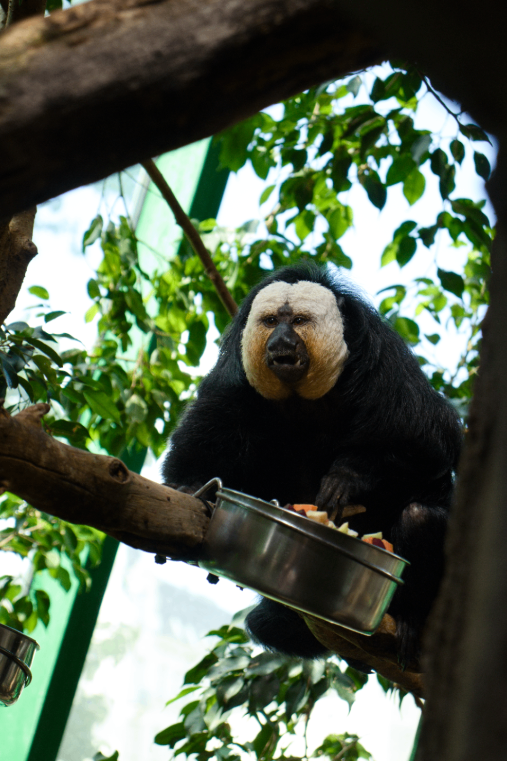 White-faced saki