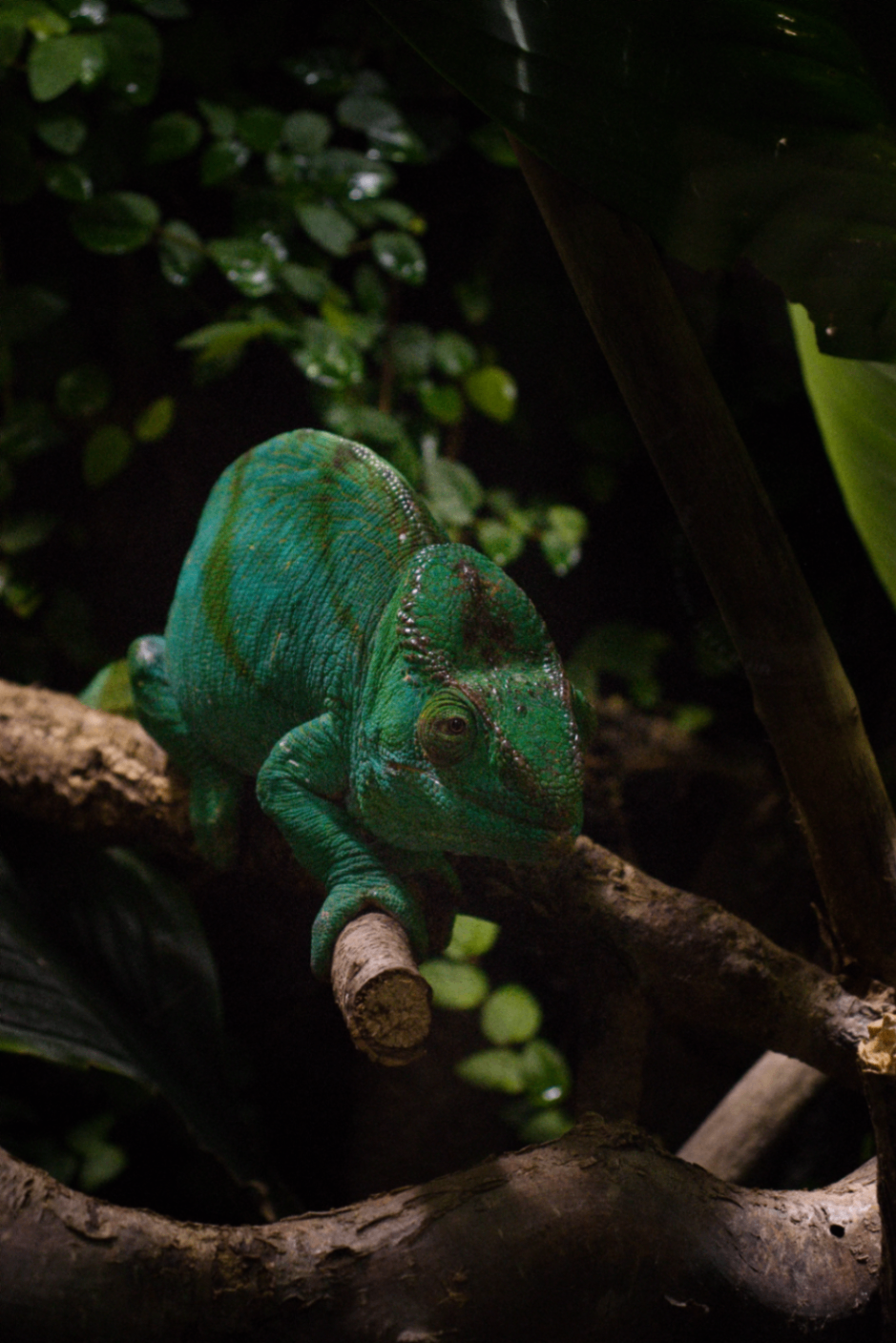 Green chameleon